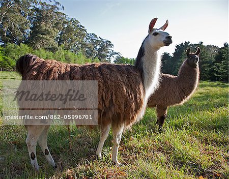 Llamas from Peru on Estancia San Miguel.