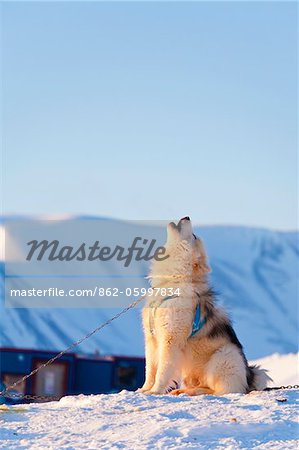 Greenland, East Greenland, Ittoqqortoormiit. A Greenland Dog howls in contentment as the sun goes down in  Ittoqqortoormiit. Also known as Scoresbysund, it is the remotest inhabited place in the Western world.