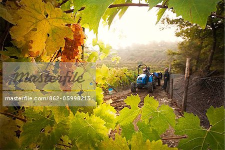 Italy, Umbria, Terni district, Castelviscardo. Grape harvest.