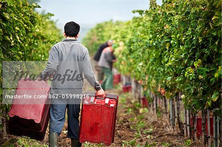 Italy, Umbria, Terni district, Giove, Grape harvest in Sandonna winery