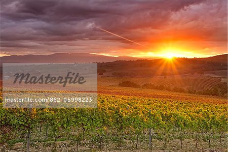 Italy, Umbria, Perugia district. Autumnal Vineyards near Montefalco