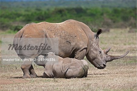 A large White rhino calf suckles its mother in Solio Game Ranch.