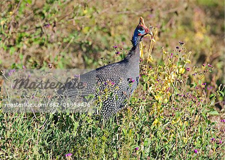 A Helmeted Guineafowl in Lake Nakuru National Park. A Helmeted Guineafowl in Lake Nakuru National Park.