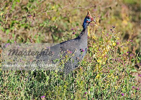 A Helmeted Guineafowl in Lake Nakuru National Park.