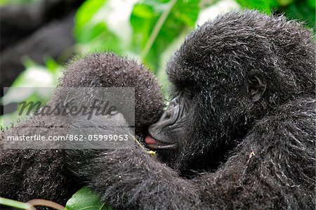 Young mountain gorillas grooming each other, Kwitonda Group, Mt Gahinga, Volcanoes National park, Rwanda.