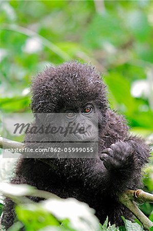 Young, mountain gorilla, Kwitonda Group, Mt Gahinga, Volcanoes National park, Rwanda.