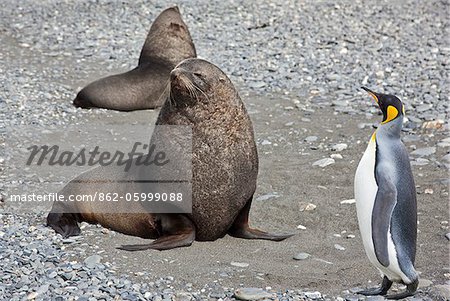 A King penguin passes close to a fur seal at Salisbury Plain. The vast plain is home to South Georgia s second largest King Penguin rookery.