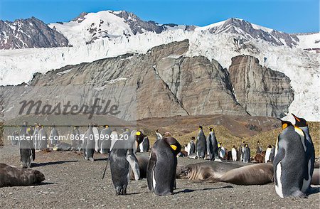 Gold Harbour is a magnificent amphitheatre of glaciers and snow- covered peaks and an important breeding ground for Southern Elephant Seals and King Penguins.