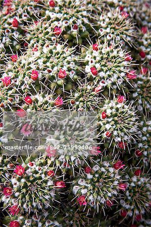 Detail of a Cactus in Lanzarote, Spain