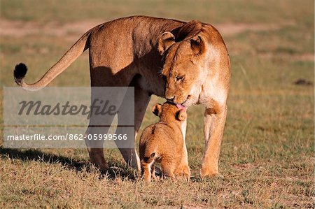 Lioness greets her six-week-old cub in the Ndutu region of Serengeti National Park, Tanzania. Lioness greets her six-week-old cub in the Ndutu region of Serengeti National Park, Tanzania.