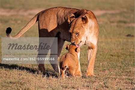 Lioness greets her six-week-old cub in the Ndutu region of Serengeti National Park, Tanzania.