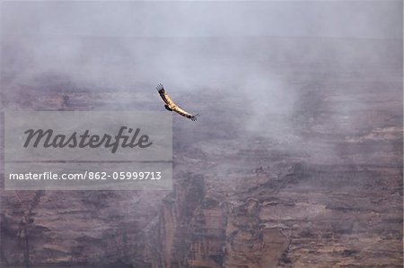 Yemen, Sana'a Province, Bokhur Plateau. A Griffon Vulture soars against a cliff face.