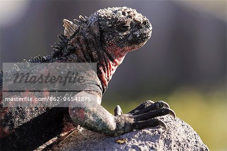 Marine iguana basking on a rock, Punta Suarez, Espanola, Galapagos Islands, Ecuador