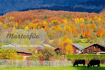 Europe, France, French Alps, Haute Savoie, Chamonix, autumn colours in Servoz