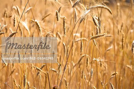 wheat around Sault, Provence, France