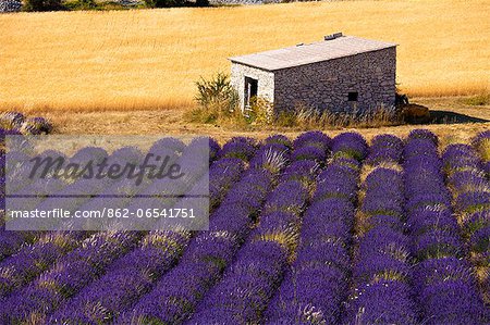 Blooming field of Lavender , Lavandula angustifolia, Vaucluse, Provence Alpes Cote dAzur, Southern France, France