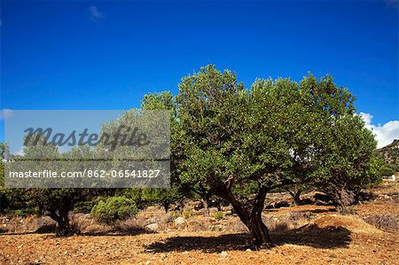 Greece, Kos, Southern Europe. Olive trees