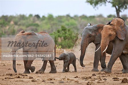 Mud spattered Elephants leaving a waterhole in Tsavo East National Park with a baby trying to grasp the tail of the elephant in front of it.