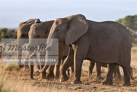 Elephants feeding on dried grass and browse. Elephants feeding on dried grass and browse.