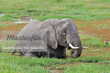 An elephant feeds in the permanent swamps at Amboseli while its young calf struggles to keep above the water.