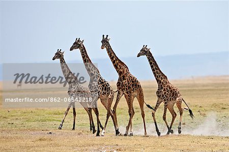 Maasai giraffes running across open plains at Amboseli.