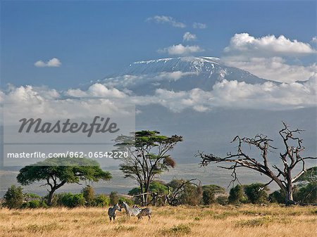 Common zebras with a backdrop of Mount Kilimanjaro, Africas highest snow capped mountain. Common zebras with a backdrop of Mount Kilimanjaro, Africas highest snow capped mountain.