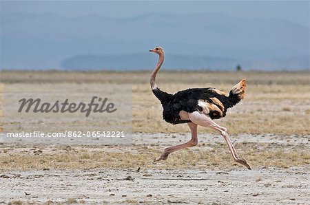 A Maasai ostrich strides across the open plains at Amboseli. A Maasai ostrich strides across the open plains at Amboseli.