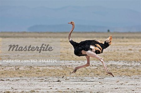 A Maasai ostrich strides across the open plains at Amboseli.