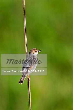 A Winding Cisticola. A Winding Cisticola.