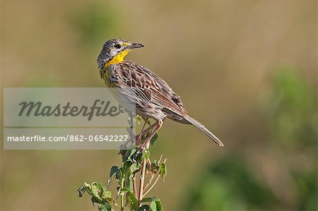 A Yellow throated Longclaw. A Yellow throated Longclaw.