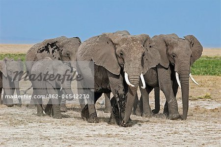 A herd of elephants move to new feeding grounds in the permanent swamps at Amboseli.