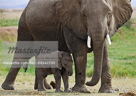 A baby elephant is protected by its mother beside the permanent swamps at Amboseli.