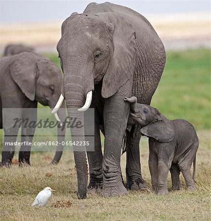 A baby elephant is still unsure how to feed from its mother.