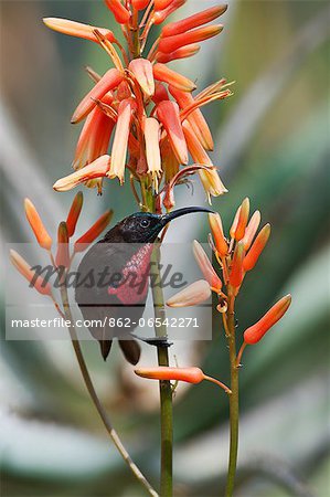 A Scarlet chested Sunbird perched on an orange aloe. A Scarlet chested Sunbird perched on an orange aloe.