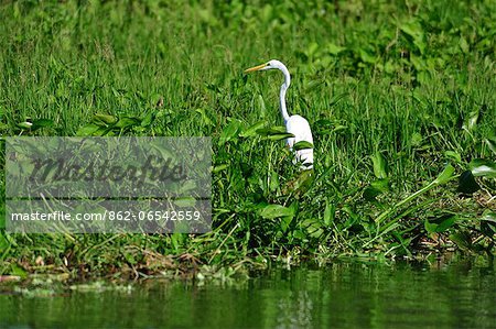 Boat tour on Las Isletas, Lago Nicaragua,  Nicaragua, Central America,