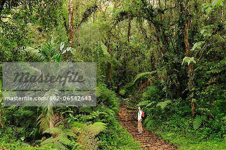 Hiking at Parque Nacional de Amistad near Boquete, Panama, Central America