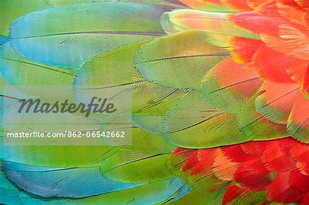 Parrot feathers at Bocas del Toro near Isla Colon, Panama, Central America