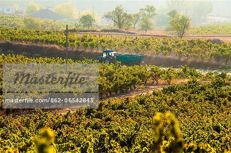 Vineyards around the town of San Vicente de la Sonsierra, on the border of La Rioja and the Basque Country. Spain, Europe.