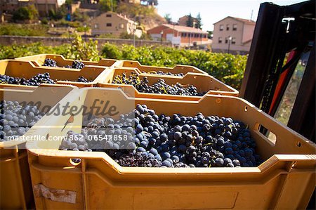 Harvest season in Briones, La Rioja, Spain Harvest season in Briones, La Rioja, Spain