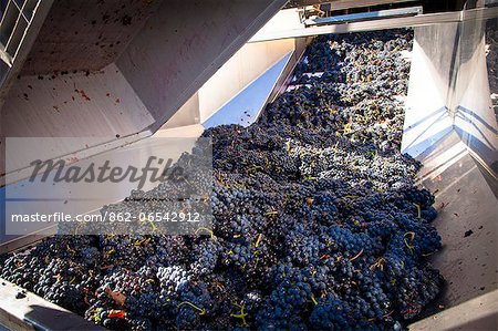 Harvest season in Briones, La Rioja, Spain