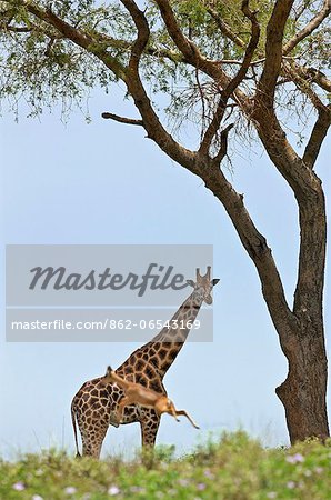 An Oribi leaps high in front of a curious Rothschilds Giraffe in Murchison Falls National Park, Uganda, Africa An Oribi leaps high in front of a curious Rothschilds Giraffe in Murchison Falls National Park, Uganda, Africa