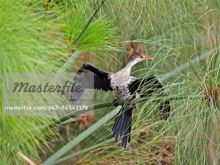 A Long tailed Cormorant displays in the papyrus swamps near Wanseko, Uganda, Africa