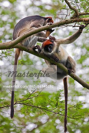 Two Red Colobus monkeys groom themselves in the branches of an Acacia tree, Uganda, Africa