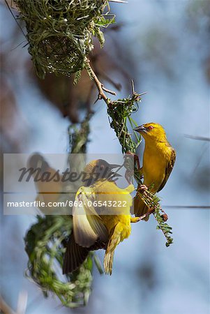 A pair of Black headed Weavers, Uganda, Africa A pair of Black headed Weavers, Uganda, Africa