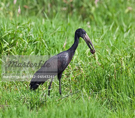 An African Open billed Stork with a snail in its bill, Uganda, Africa An African Open billed Stork with a snail in its bill, Uganda, Africa