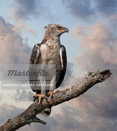A young African Crowned Eagle, Uganda, Africa A young African Crowned Eagle, Uganda, Africa