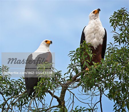 A pair of Fish Eagles at Lake Mburo, Uganda, Africa