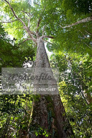 Brazil, Amazon, Amazonas state, Manaus, light shining through the leaves of a kapok tree in the INPA Reserve in the Amazon tropical forest