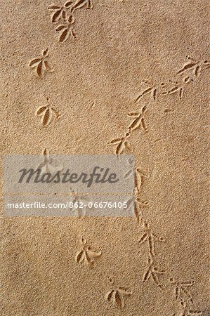 Chad, Gaora Hallagana, Ennedi, Sahara. Bird footprints in sand.