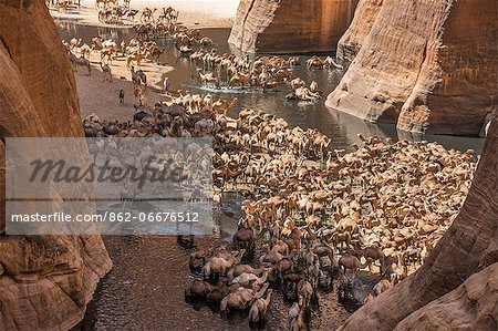 Chad, Wadi Archei, Ennedi, Sahara.  A large herd of camels watering at Wadi Archei, an important source of permanent water.